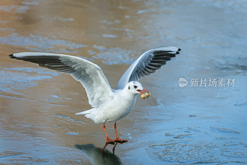 黑头鸥(Chroicocephalus ridibundus)与花生。